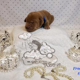 Dilute Retriever and Labrador Retriever Puppies from Kilgore’s Labrador Retrievers