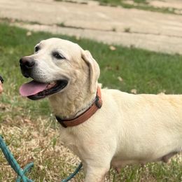 Rae - Labrador Retriever