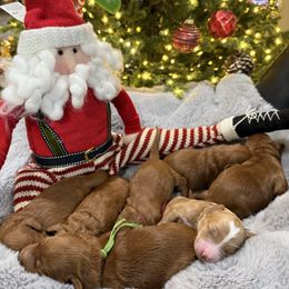 Blue - Apricot male Goldendoodle puppy in Southampton, Pennsylvania from Pumpkin Patch Doodles