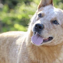 Australian Cattle Dogs and Mudis from Greenbrier