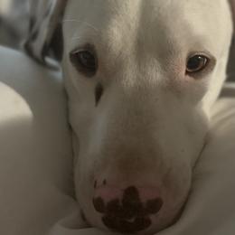 Dalmatians from Love My Spotty Dalmatians
