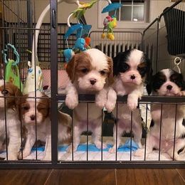 Cavalier King Charles Spaniel Puppies from CK Cavaliers