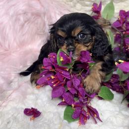 Coal - Black and tan male Cavalier King Charles Spaniel puppy in Conway, Missouri from Jordan  Harrison