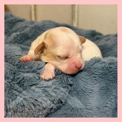 Boy 1 - Blenheim male Cavachon puppy in Smoot, Wyoming from Designer Mountain Mutts