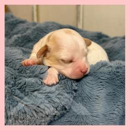 Boy 1 - Blenheim male Cavachon puppy in Smoot, Wyoming from Designer Mountain Mutts