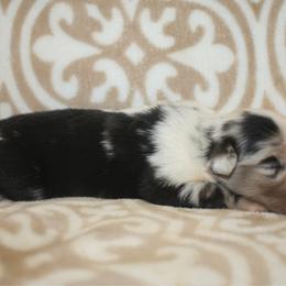 Espresso - Blue merle female Miniature Australian Shepherd puppy in Licking, Missouri from Burnett Aussies