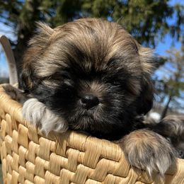 Shih Tzus from Freedom Farms Shih Tzu