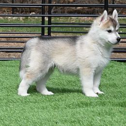 Siberian Husky Puppies from Coldwind Kennel