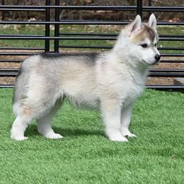 Siberian Husky Puppies from Coldwind Kennel