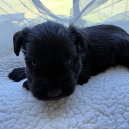 Orange collar - Black male Miniature Schnauzer puppy in Smyrna, Tennessee from Moore's Miniature Schnauzers