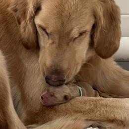 Golden Retrievers from New Beginnings Acres