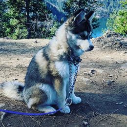 Pomsky Puppies from Big Sky Pomskies