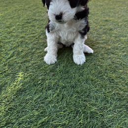 Aussiedoodle Puppies from Penny’s Pals