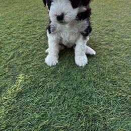 Aussiedoodle Puppies from Penny’s Pals