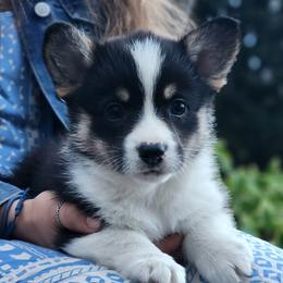 Flora - Black and tan female Pembroke Welsh Corgi puppy in Sidney, Ohio from Cozy Corgi Ranch