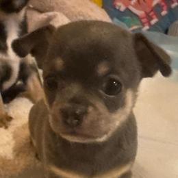 Hudson - Blue and white male Chihuahua puppy in Brooklyn, Connecticut from Ladybug Chihuahuas