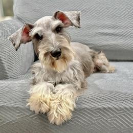 Pepper - Miniature Schnauzer