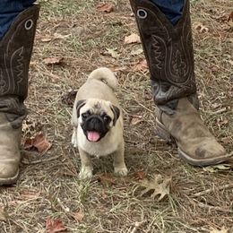 Sunny - Fawn female Pug puppy in Prairieville, Louisiana from Freedom Meadow Farm