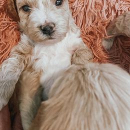 Goldendoodle Puppies from Mercy Doodles