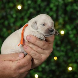 Pearl - Light golden female Golden Retriever puppy in Payette, Idaho from Stonewick Retrievers
