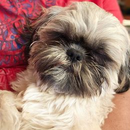 Benny - Brindle male Shih Tzu puppy in Victorville, California from RUMBLE n TUMBLE