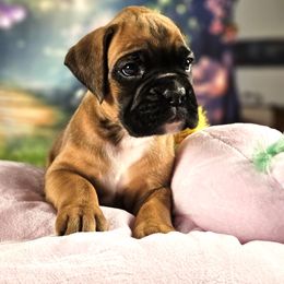 Boxer Puppies from Elevated Boxers