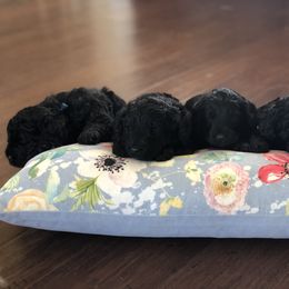 Sheepadoodle Puppies from Riley Grace Puppies