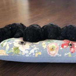 Sheepadoodle Puppies from Riley Grace Puppies