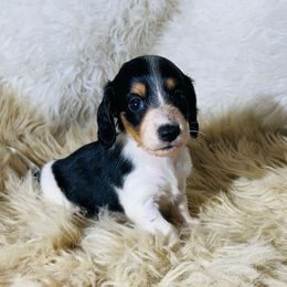 Ollie READY X-MAS WEEK - Piebald male Dachshund puppy in Purdy, Missouri from Shotgun Pups