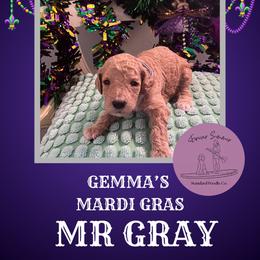 Boy 2 - Apricot male Poodle puppy in Ocean Springs, Mississippi from Forever Summer Standard Poodles