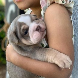 Bulldog Puppies from Calvin Kennelz