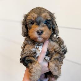 Dean - Blue merle male Bernedoodle puppy in Longview, Texas from Furry Tail Doodles