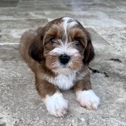 Havanese Puppies from Delightful Havanese