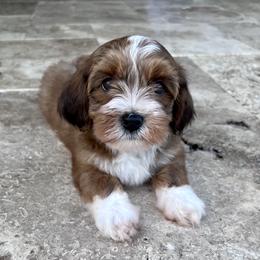 Havanese Puppies from Delightful Havanese