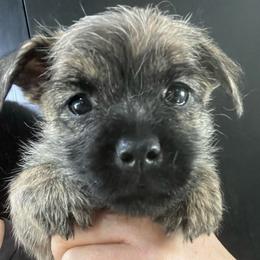 Shodu boy 4 - Gray brindle male Cairn Terrier puppy in Bigfork, Minnesota from Dachshunds Up North