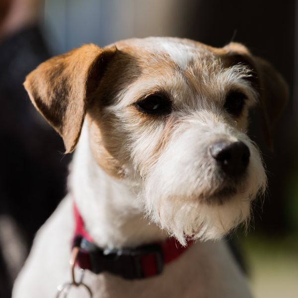 Parson Russell Terrier