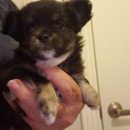 Charlie - Black and white male Chihuahua puppy in Nc, Florida from Brusseluv2