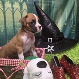 Boxer puppies from Impression's Boxers