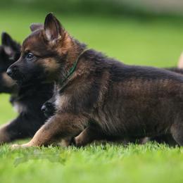 Teal Collar - Sable female German Shepherd puppy in Prospect, Connecticut from Di Massimo Canile