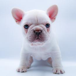 Honey - Cream female French Bulldog puppy in Star City, Arkansas from T4 Farms