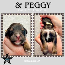 And Peggy (Yellow collar) - Phantom female Bernedoodle puppy in Boiling Springs, South Carolina from OlliePups, LLC
