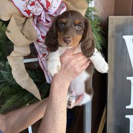 Boy 2 LIMITED AKC - Piebald male Dachshund puppy in Aurora, Missouri from Baker Farms