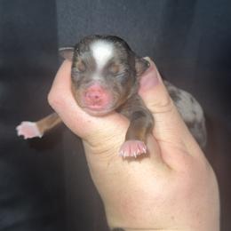 Blue Merle female 2 - Blue merle female Miniature Australian Shepherd puppy in Liberty, Mississippi from Liberty Oaks Aussies and Dachshunds