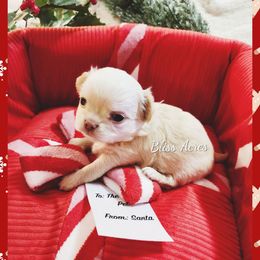 Lenox - Cream and white male Chihuahua puppy in Ponca City, Oklahoma from Bliss Acres Farm