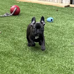 Boston Terrier and French Bulldog All Grown Up from Classic Boston Terriers and French Bulldogs