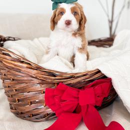 Bernedoodle and Cavapoo Puppies from Wonderful World Doodles