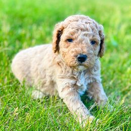 Goldendoodle Puppies from Mumzee Doodles