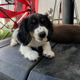 Maison Perrier - Piebald male Dachshund puppy in Temecula, California from Naomi Magee's Dachshund Kennel