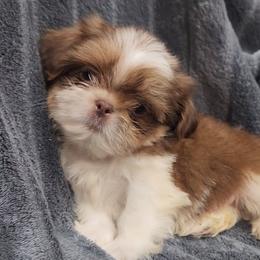 Edward - Tricolor male Shih Tzu puppy in Tampa, Florida from Fancy Shih Tzus Florida