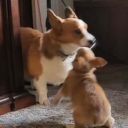 Pembroke Welsh Corgis from Susan's Corgi Kingdom